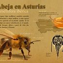 Mi Proyecto del curso: Ilustración naturalista de animales con Procreate. Een project van Digitale tekening van eledelerma - 12.08.2020