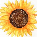 Mi Proyecto del curso: Ilustración botánica con acuarela. Un progetto di Illustrazione tradizionale di Eliana Asat - 13.08.2020
