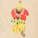 Natureza Feminina . Un proyecto de Ilustración digital de liviadacruzcosta - 15.08.2020