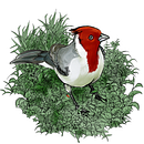 Ilustraciones aves . % Alejandra Piro Łudzik tarafından hazırlanan Dijital Çizim, Geleneksel illüstras, Ve on projesi - 08.17.2020