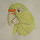 Aprendiendo a Ilustrar Aves . Un progetto di Illustrazione tradizionale di Natalia Chávez - 17.08.2020