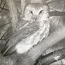 Saw-Whet Owl. Drawing project by Catherine Dunn - 07.23.2003