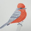 Mi Proyecto del curso: Ilustración naturalista de aves con acuarela. Un proyecto de Pintura a la acuarela de Ruben Visso - 24.08.2020