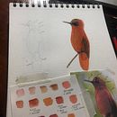 Mi Proyecto del curso: Ilustración naturalista de aves con acuarela . Animație de Constanza Pérez Mellado - 08.28.2020