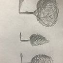 Mi Proyecto del curso: Dibujo para principiantes nivel -1. Un proyecto de Arte urbano de Walter Moran Josing - 01.09.2020