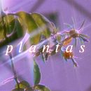Plantas. Un projet de Photographie artistique de Ana Julia Gueiros Azevedo - 03.09.2020