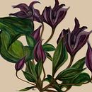 My project in Botanical Illustration with Watercolors course. Pintura Acrílica e Ilustração tradicional projeto de Nathalie Steensels - 03.09.2020