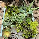 Mi Proyecto del curso: Diseño y creación de composiciones botánicas Ein Projekt aus dem Bereich Dekoration von Innenräumen von Catalina Ardila Zúñiga - 03.09.2020