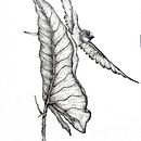 Sketches for Intaglio. Botanical Illustration & Ink Illustration project by Catalina Peña - 09.04.2020