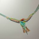 Mi Proyecto del curso: Ilustración naturalista de aves con acuarela:  Abejaruco común. Projekt z dziedziny Trad, c i jna ilustracja użytkownika d_fuentesromero - 07.09.2020