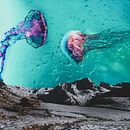 jellyfish. Fine-Art Photograph, and Photomontage project by SA CA - 09.07.2020