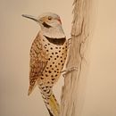 My projects in Naturalist Bird Illustration with Watercolors course. Un proyecto de Pintura a la acuarela de brucemelville2 - 11.09.2020