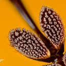 Macro y macro fotografía extrema Ein Projekt aus dem Bereich Fotografie von Humberto Jared Lacayo Ramirez - 07.09.2020