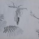 Proyecto del workshop Dibujo de Naturaleza con Tinta y Grafito Ein Projekt aus dem Bereich Bleistiftzeichnung und Realistische Zeichnung von Javier Jara - 08.09.2020