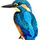 Mi Proyecto del curso: Ilustración naturalista de aves con acuarela. Een project van  Tekening,  Botanische illustratie y Aquarelschilderen van Laura Carvajal - 10.09.2020