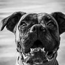 Mi Proyecto del curso: Introducción a la fotografía de perros. Un proyecto de Fotografía de salome_ml - 11.09.2020