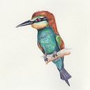 Mi Proyecto del curso: Ilustración naturalista de aves con acuarela. Un projet de Illustration traditionnelle , et Aquarelle de Diana Vazquez - 18.09.2020