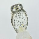 European Pygmy Owl (my first Bird Illustration ever) with watercolors. Un proyecto de Dibujo de Maria Melkova - 18.09.2020