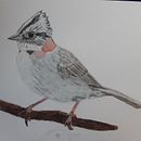 Mi Proyecto del curso: Ilustración naturalista de aves con acuarela Ein Projekt aus dem Bereich Traditionelle Illustration von heidi_heitmann_frutuoso - 19.09.2020