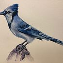 My project in Naturalist Bird Illustration with Watercolors course . Lukisan Cat Air proyek oleh Jennie Smallenbroek - 09.20.2020