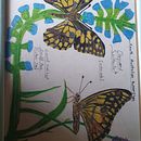 Butterfly and host plants Ein Projekt aus dem Bereich Botanische Illustration von David Mackinnon - 22.09.2020