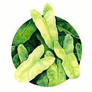Mi Proyecto del curso: Técnicas de acuarela en negativo para ilustración botánica. Projekt z dziedziny R i sunek botaniczn użytkownika Maribi Benito Martin - 23.09.2020
