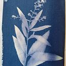 Meu projeto do curso: Cianotipia: técnica de impressão com luz. Een project van Fotografische compositie van Jamile Perozini - 26.09.2020