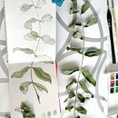 Mi Proyecto del curso: Cuaderno Botánico en acuarela - Mi cuaderno Ein Projekt aus dem Bereich Traditionelle Illustration, Aquarellmalerei, Botanische Illustration und Sketchbook von Cecilia Mora Bonilla - 01.10.2020