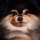 Mi Proyecto del curso: Introducción a la fotografía de perros. Fotografia projeto de Jonathan Piqueras Saiz - 28.09.2020