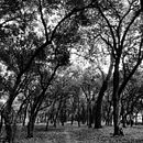 Un simple paseo.. Un progetto di Scrittura di Olive Ibis Algebra - 30.09.2020