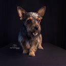 Mi Proyecto del curso: Introducción a la fotografía de perros. Un projet de Photographie de Alberto Minor Montes - 02.10.2020