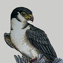 Proyecto Final: Micrastur semitorquatus & Patagioenas flavirostris. Un projet de Créativité, Dessin réaliste, Illustration traditionnelle, Multimédia, Peinture , et Aquarelle de Daniel Pineda Vera - 02.10.2020