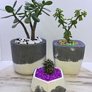 Creación de @happypots.gardens. Un progetto di Creatività di Ricardo Vargas - 04.10.2020