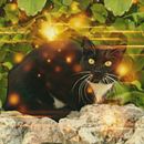 El gato Ein Projekt aus dem Bereich Fotografie, Außenfotografie, Fotomontage und Fotoretuschierung von Soraya Martin Saugar - 04.10.2020