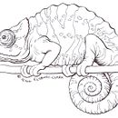 Chameleon Line illustration (Biro). Un proyecto de Ilustración con tinta de Gill Elsbury-Clark - 13.10.2010