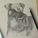 Miniature Schnauzer. Un proyecto de Dibujo de Gill Elsbury-Clark - 07.01.2017