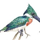 Mi Proyecto del curso: Ilustración naturalista de aves con acuarela. Een project van Traditionele illustratie y Aquarelschilderen van Canela Ortiz Checa - 17.03.2021