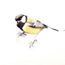 My project in Naturalist Bird Illustration with Watercolors course, Great tit, Marsh tit, Nuthatch. Un proyecto de Pintura a la acuarela de funke_jan - 16.10.2020