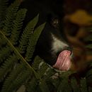 Mi Proyecto del curso: Fotografía lifestyle de perros. Fotografia digital projeto de Elsa Apolo Díaz - 18.10.2020