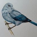 Meu projeto do curso: Ilustração naturalista de aves com aquarela. Un projet de Aquarelle de Maíra Ribeiro - 25.10.2020