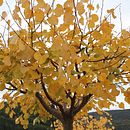 EL OTOÑO Y SU GAMA DE COLORES, JUEGOS DE LUZ Ein Projekt aus dem Bereich Außenfotografie von DEBORA AVALOS MUÑOZ - 27.10.2020