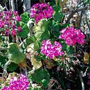 Mi Proyecto del curso: Introducción a la fotografía digital . Fotografie de Ximena Muñiz - 10.28.2020