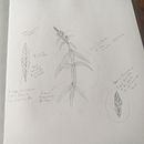 Mi Proyecto del curso: Cuaderno botánico en acuarela. Un progetto di Disegno realistico di alejandra gonzalez salazar - 28.10.2020