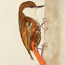 Mi Proyecto del curso: Ilustración naturalista de aves con acuarela Ein Projekt aus dem Bereich Traditionelle Illustration und Aquarellmalerei von Javier Jara - 29.10.2020