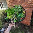 @HuertoDeCiudad. Un proyecto de Marketing para Instagram de Javiera Rojas - 30.10.2020