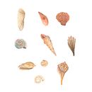 Watercolor Seashells. Een project van Aquarelschilderen van Helena Slobodeniuk - 31.10.2020