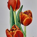 Tulipanes en acuarela. Traditional illustration, Botanical Illustration, and Watercolor Painting project by Anna Arilla Nogueras - 11.02.2020