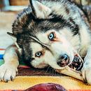Drako. . Een project van Fotografie y Mobiele fotografie van Aura Aznar Sanjuan - 06.11.2020