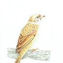 My project in Naturalist Bird Illustration with Watercolors course. Een project van Aquarelschilderen van Charina Cabanayan - 06.11.2020