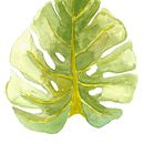 Meu projeto do curso: Aquarela botânica para estampados. Un proyecto de Ilustración botánica de Amanda Gobus - 27.11.2020